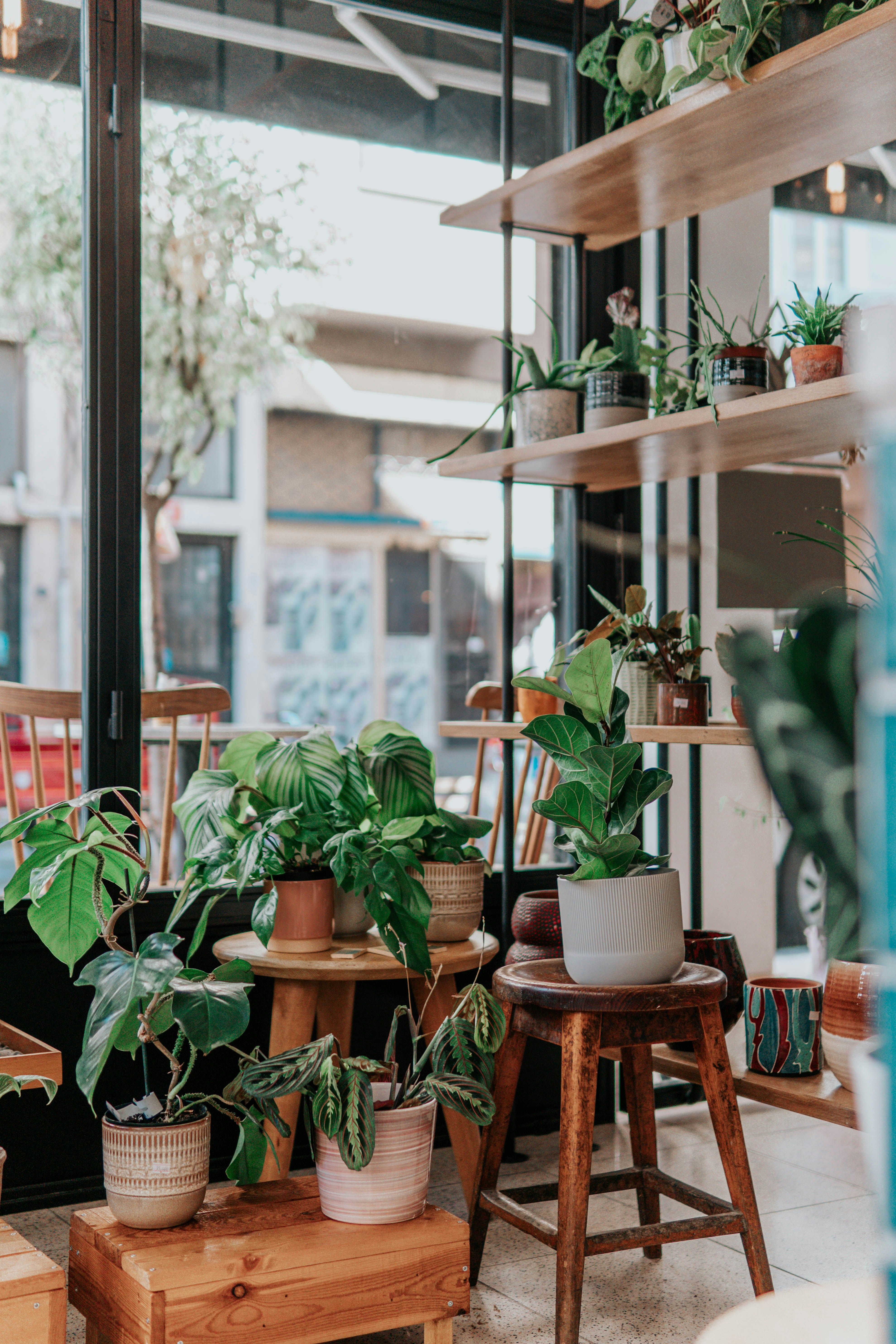 Variety of plants on wooden stands