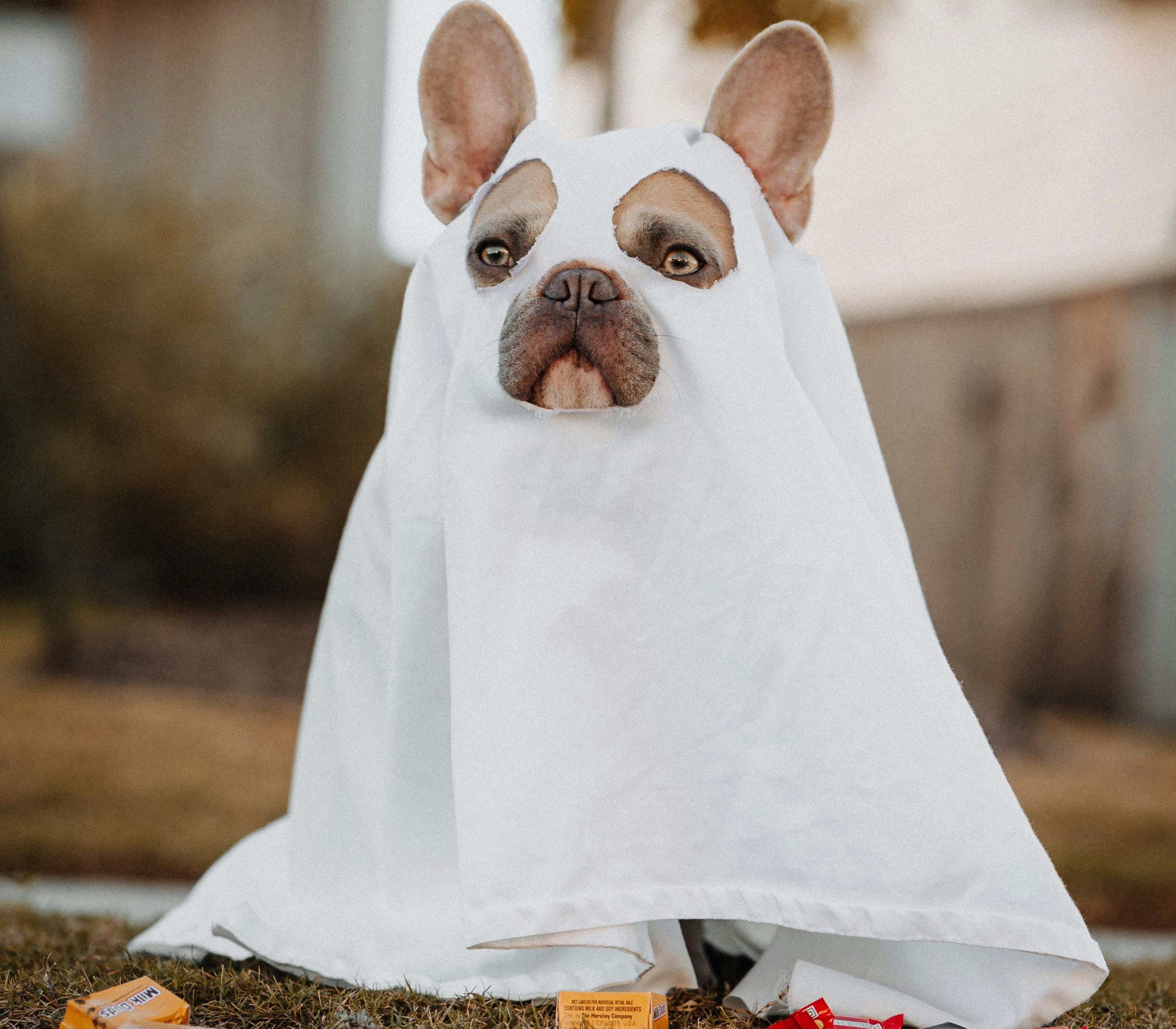 Dog in Ghost outfit