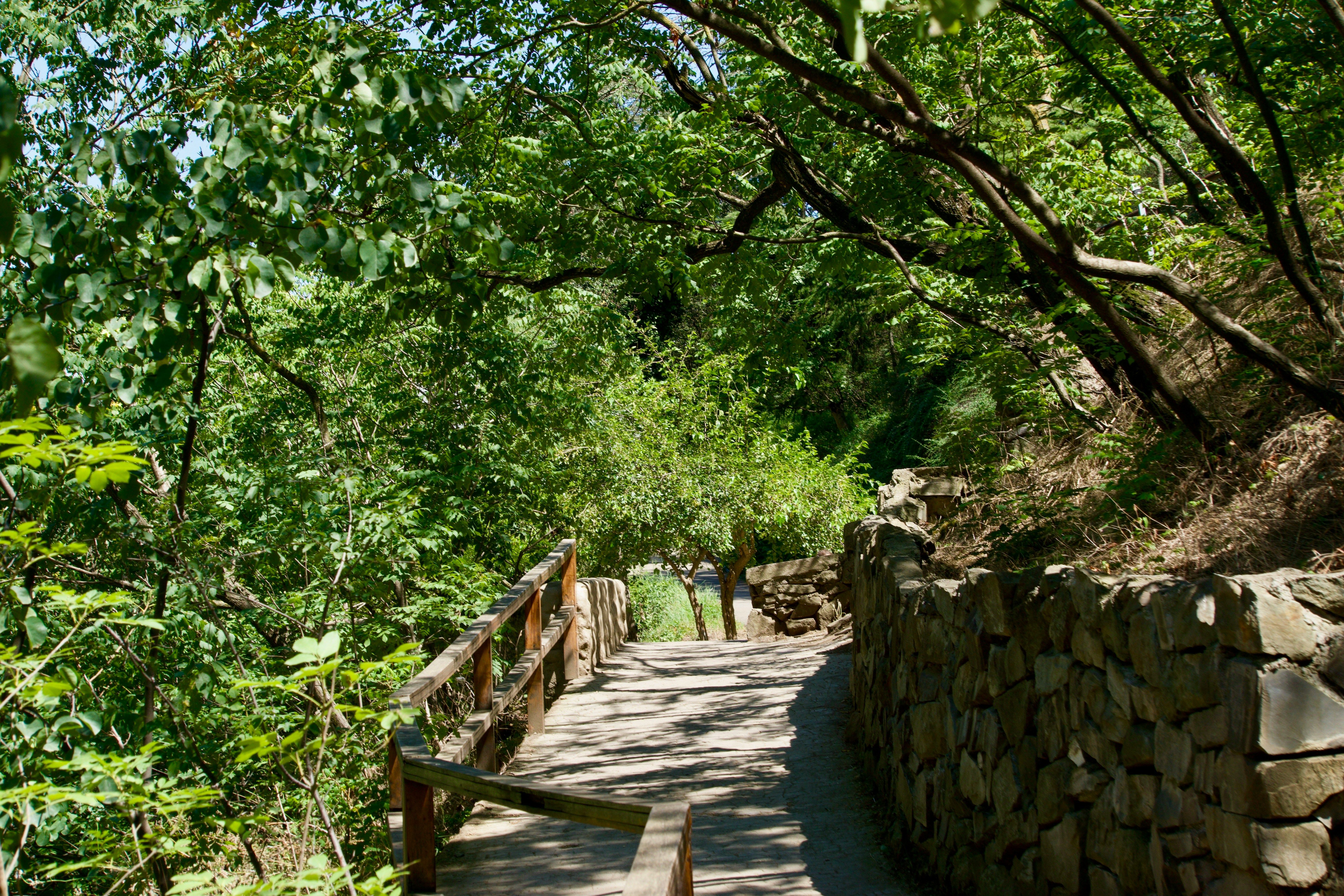 Walkway in hiking forest